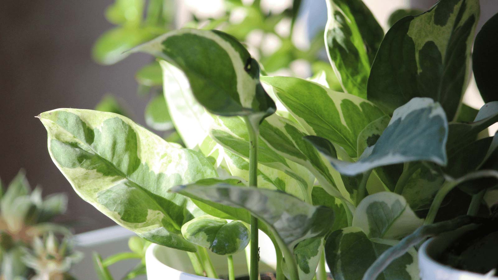 caring for pothos in winter by a window