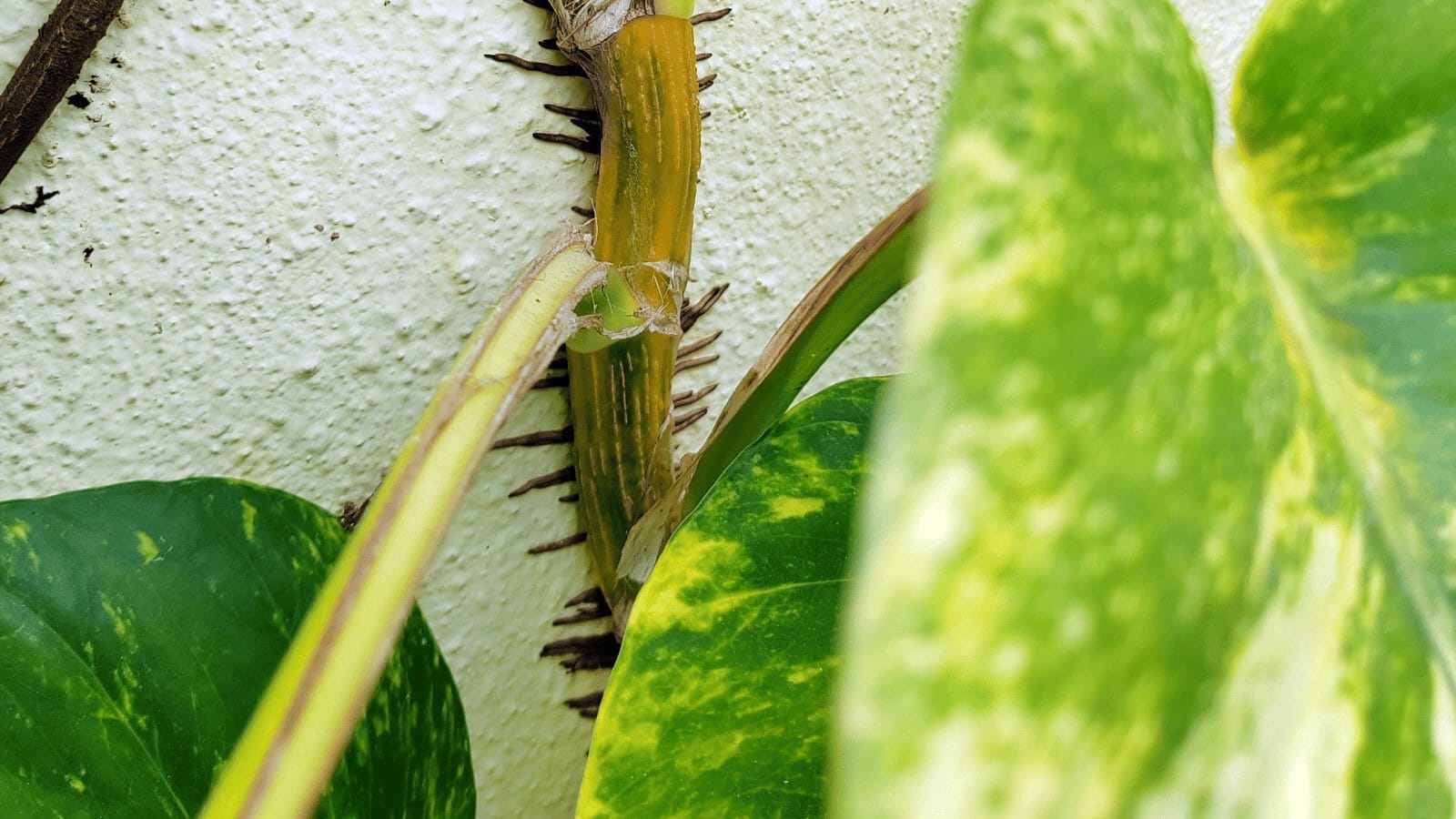 closeup of pothos aerial roots