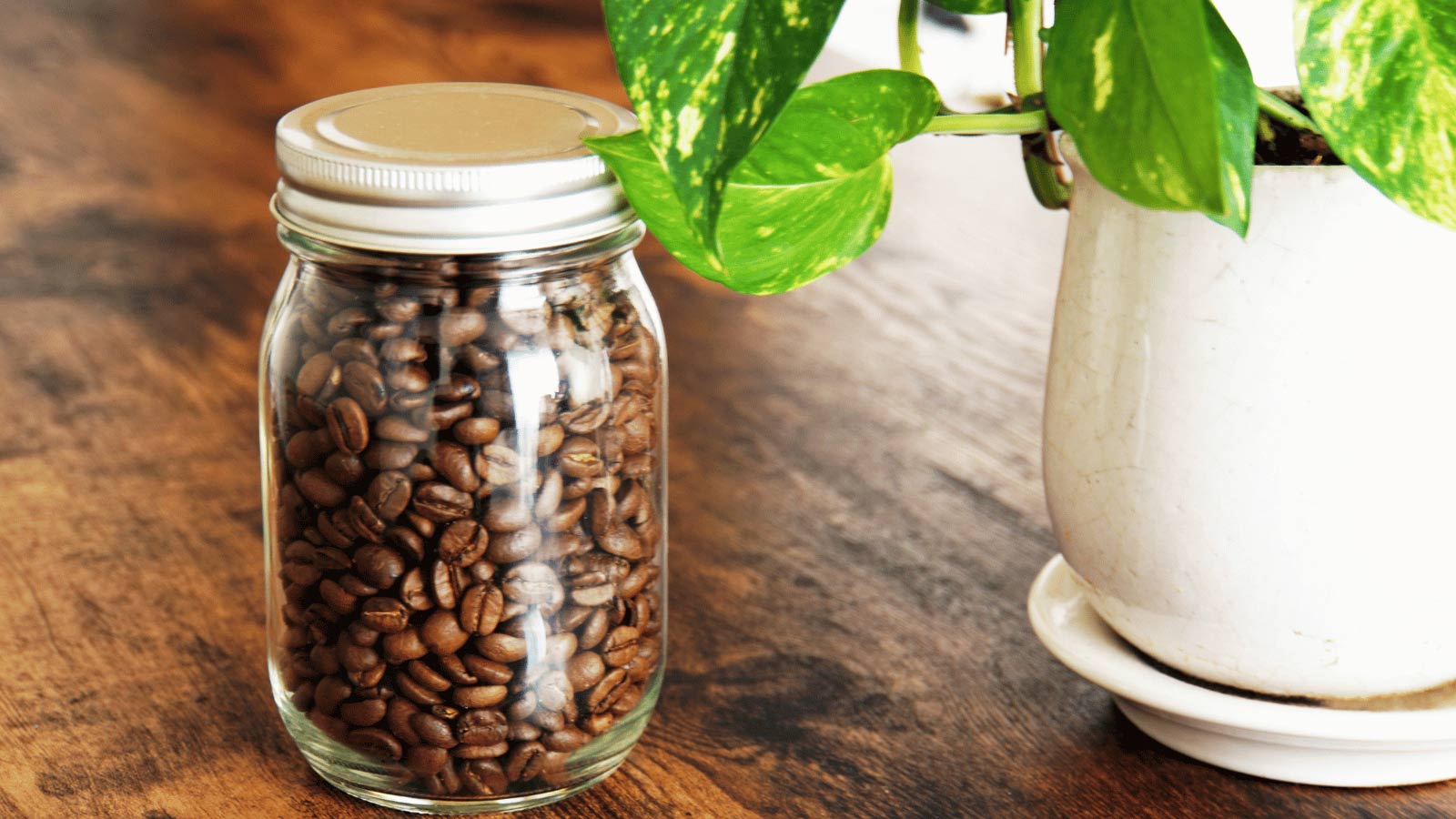 coffee grounds with pothos plant
