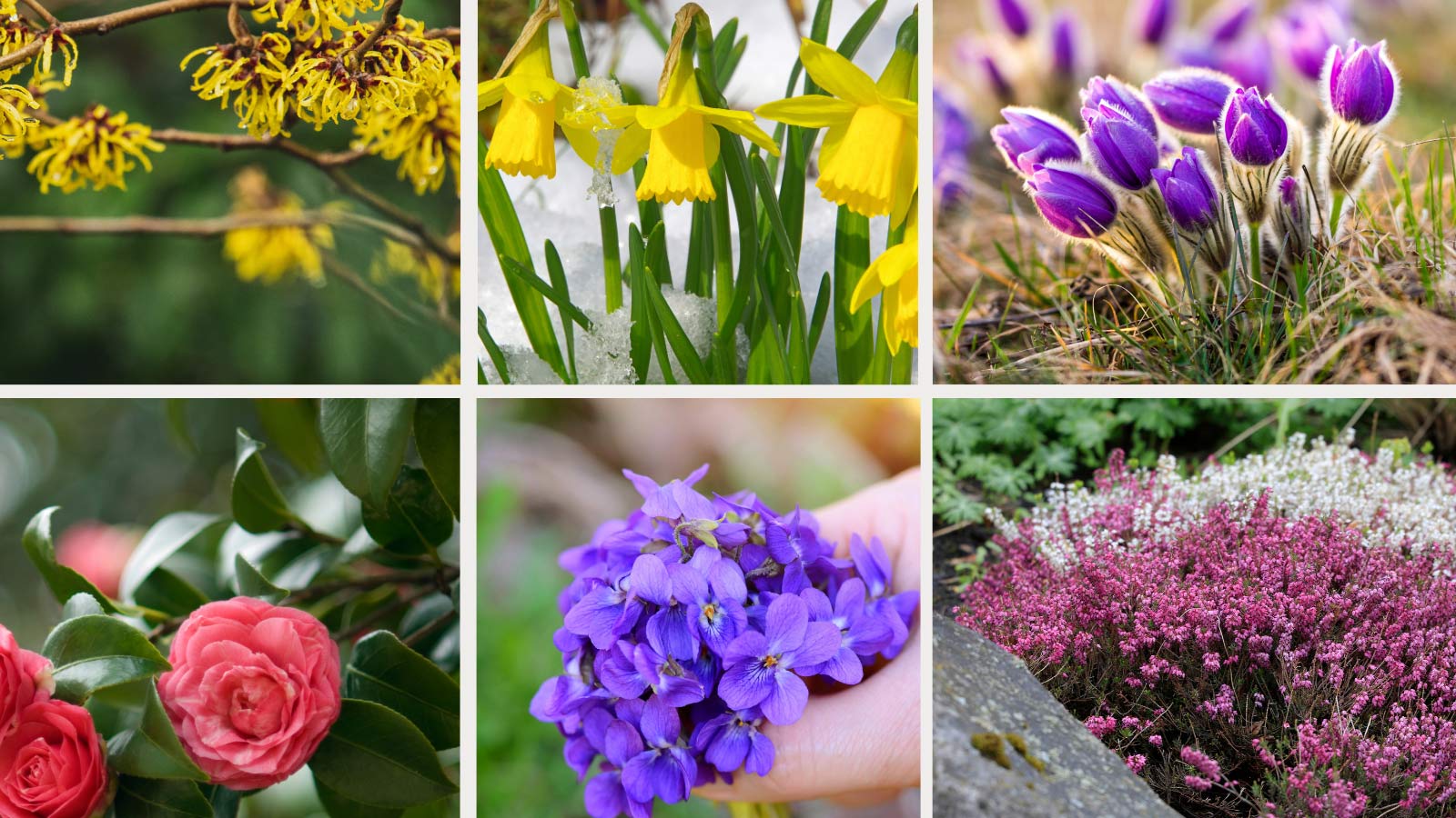 group of early spring flowers blooming