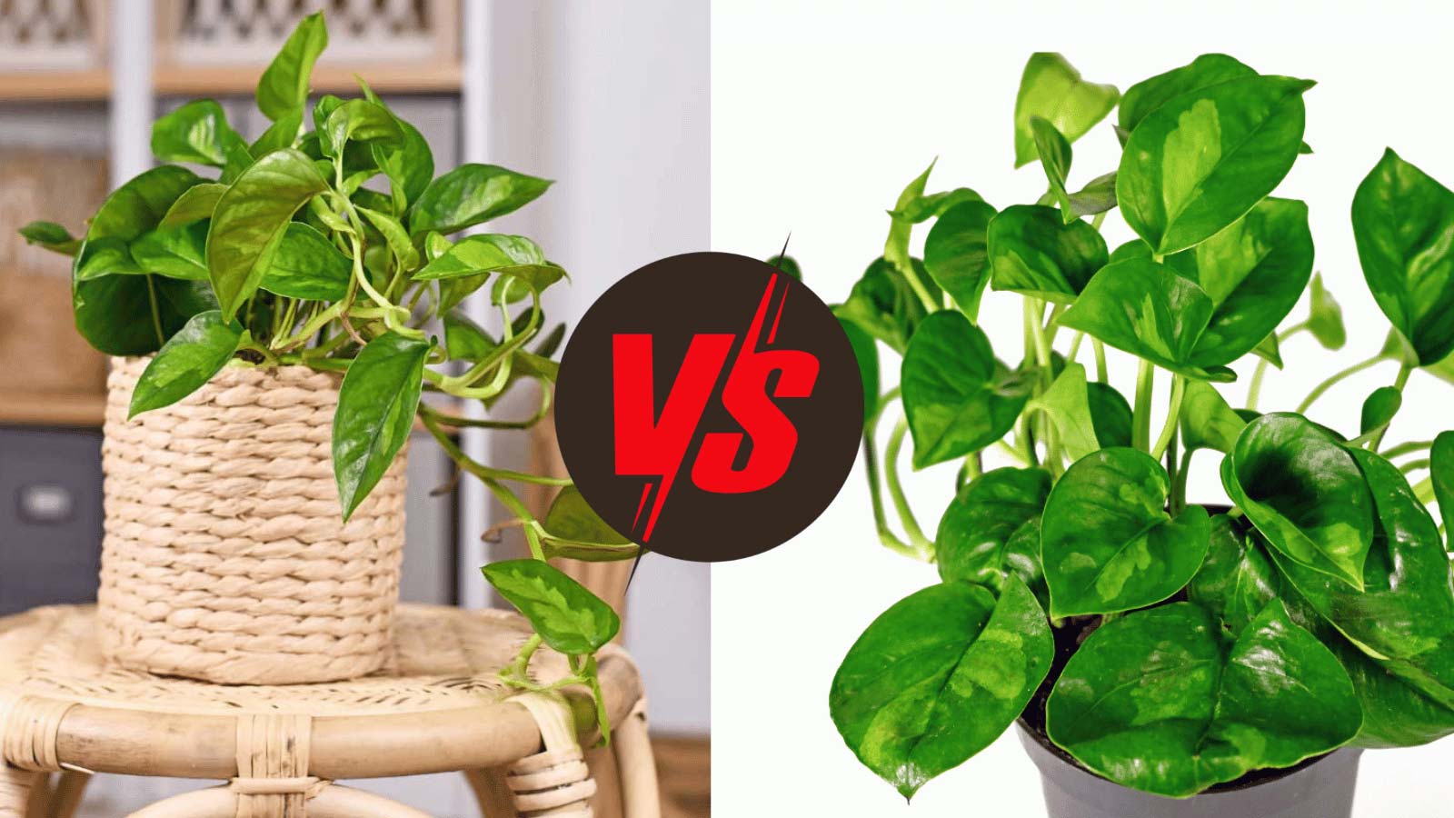 emerald pothos vs global green pothos houseplants