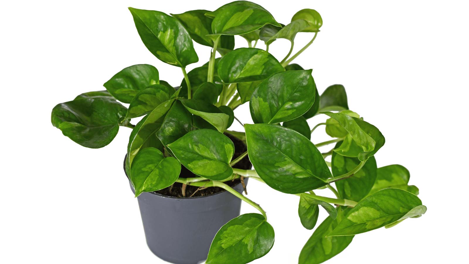 global green pothos plant in pot
