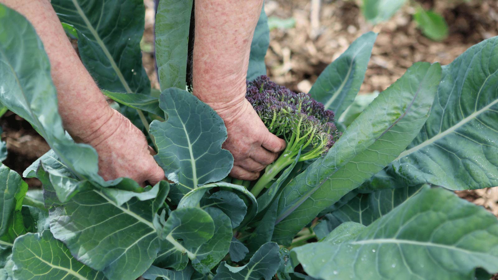 broccoli plant