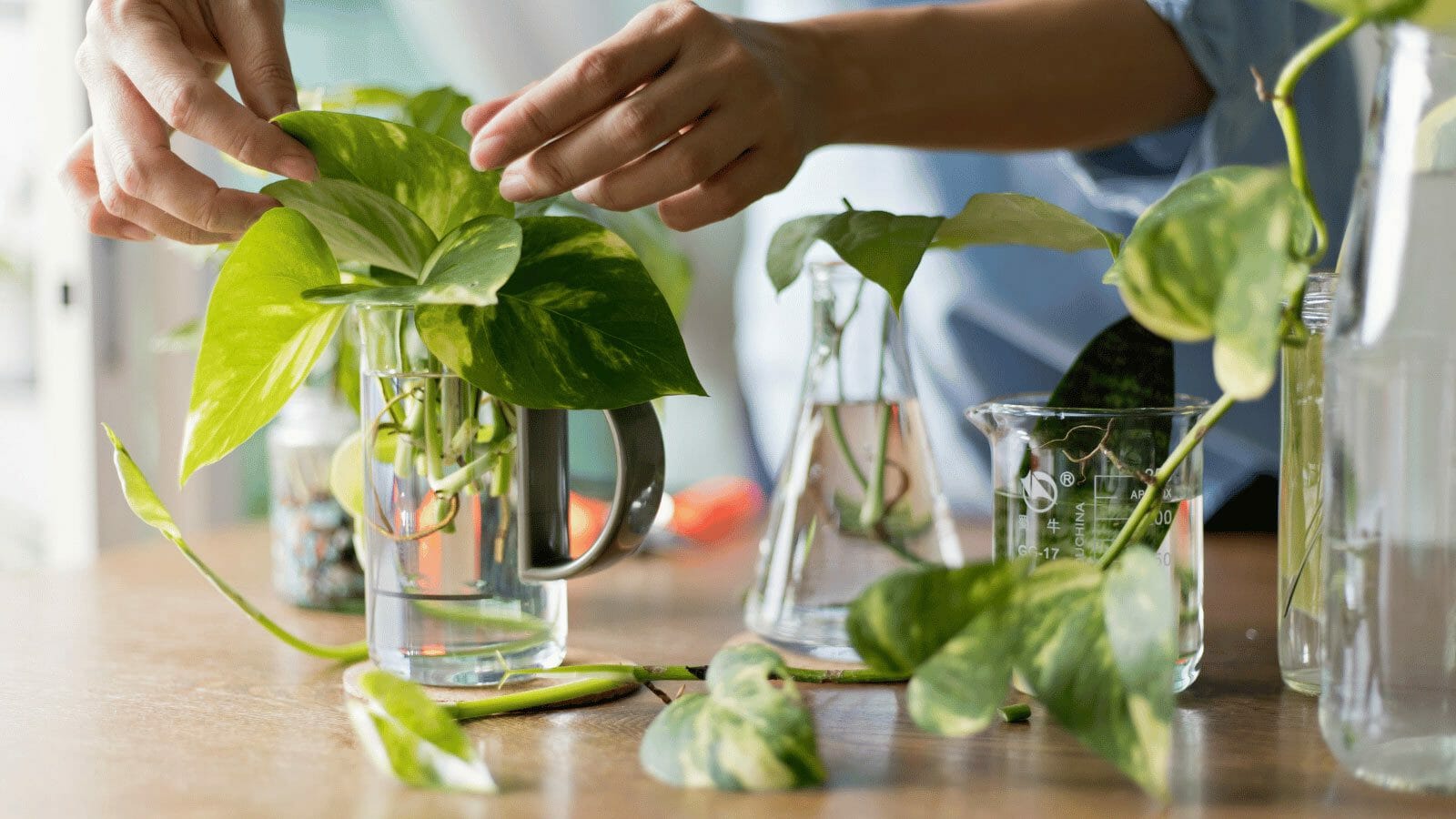 how long does it take to propagate pothos plants