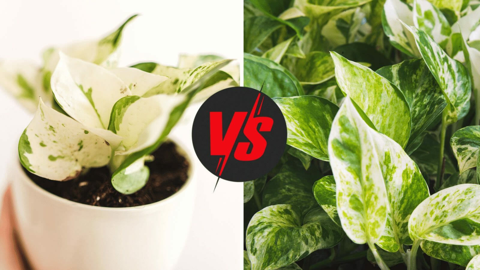 manjula pothos vs marble queen pothos plants compared