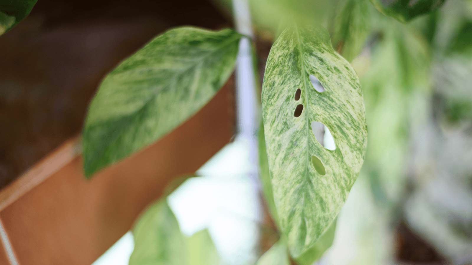 monstera laniata plant