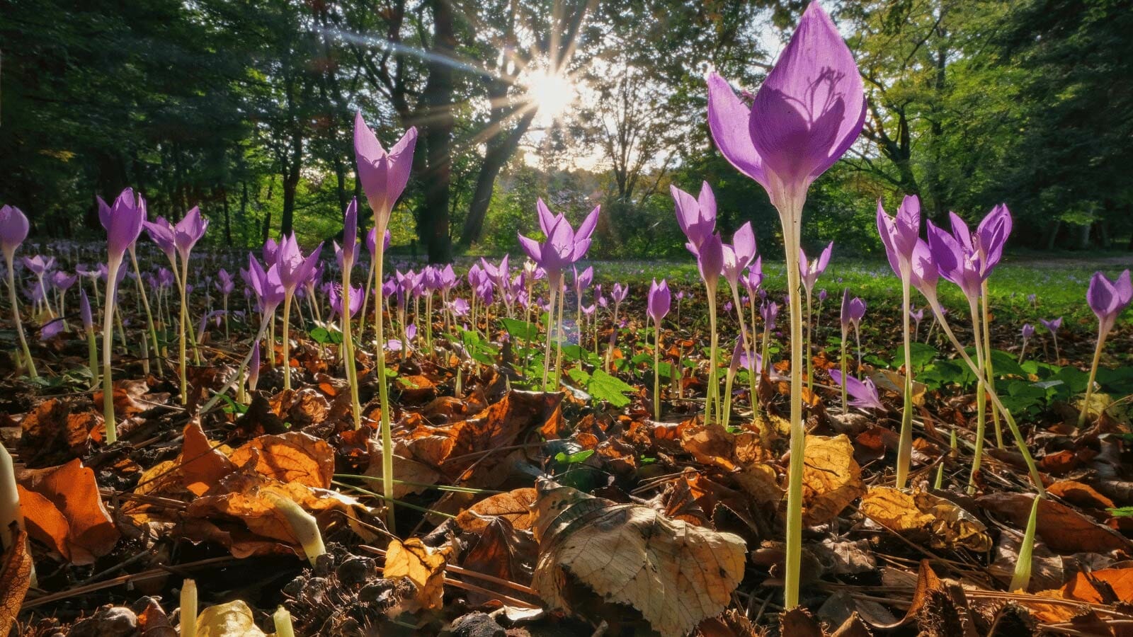 naked ladies flowers blooming in a garden