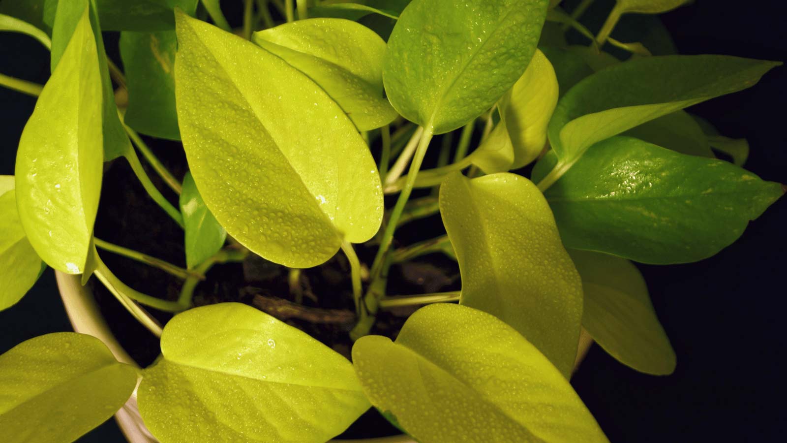 closeup of neon pothos leaves turning green