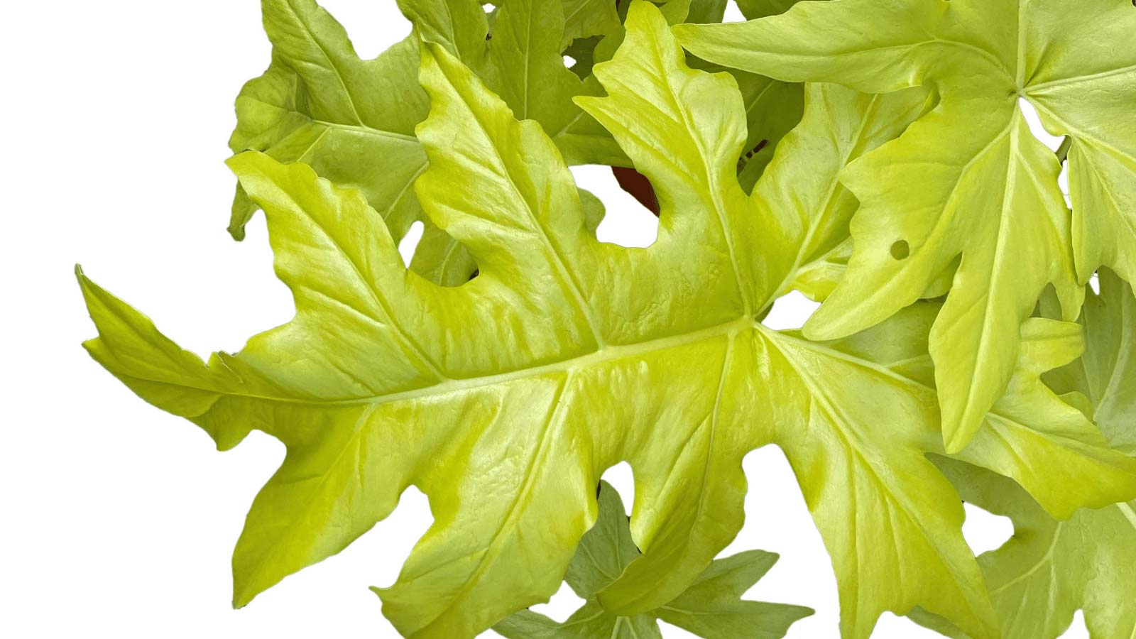 philodendron warscewiczii plant