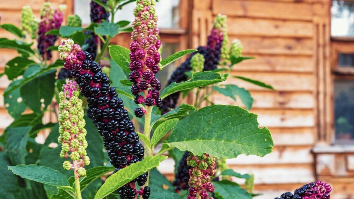 a pokeweed plant growing by a house that is poisonous to touch with bare hands