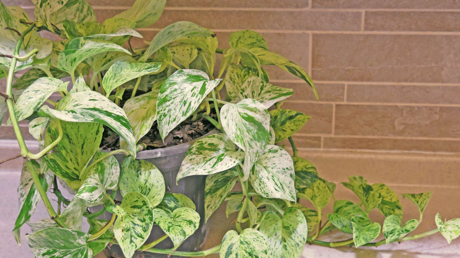 pothos plant leaves turning white