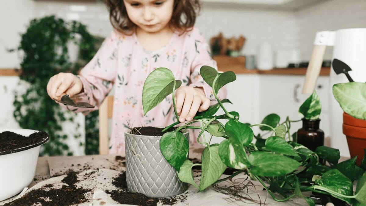 girl repotting a pothos plant into a pot with no drainage holes