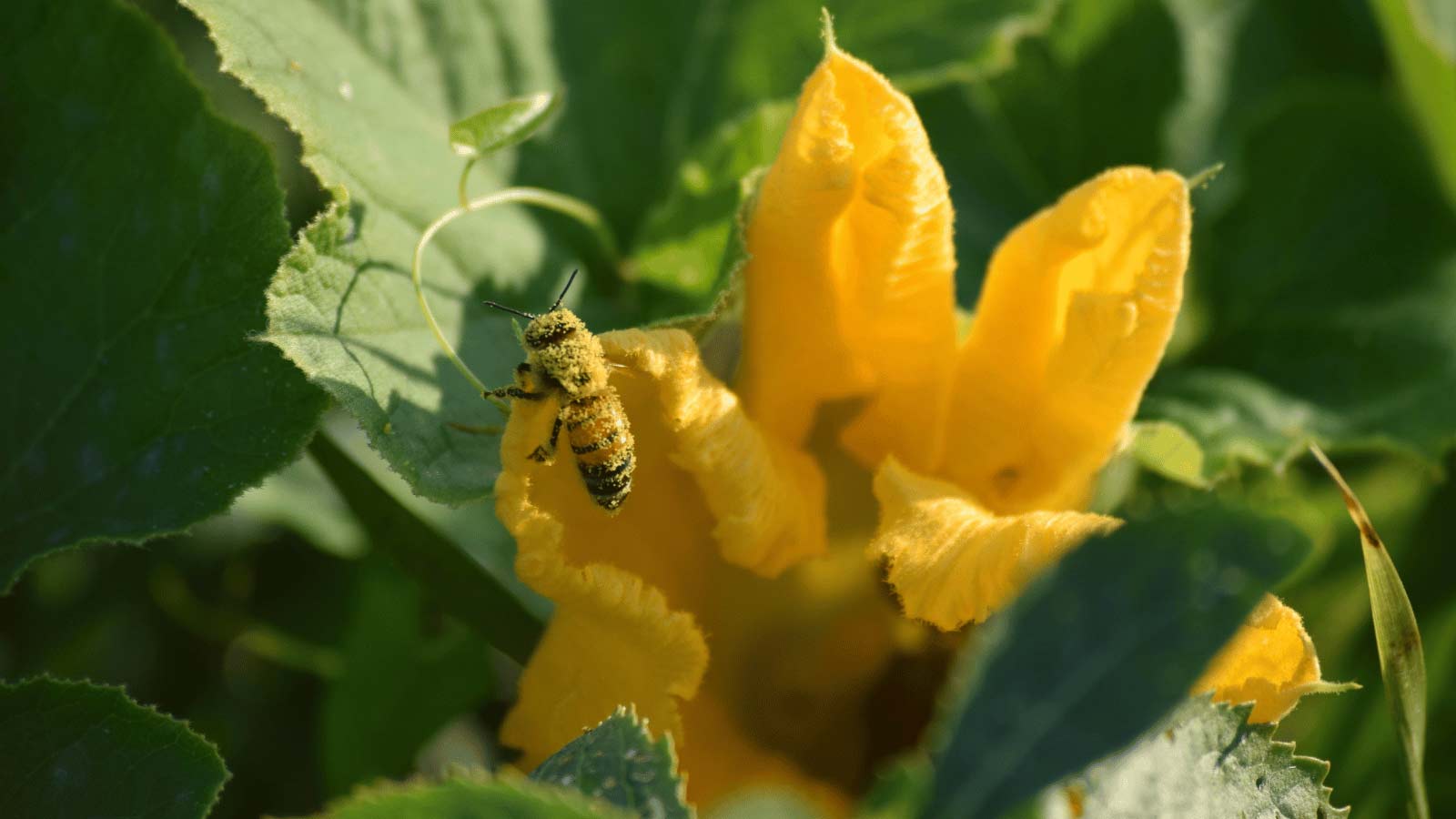 pumpin flower being pollinated be a bee