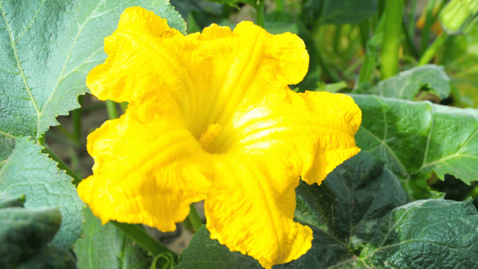 Pumpkin Growing Stages: The Complete Life Cycle Guide From Seed to Harvest - pumpkin flower dp21502969