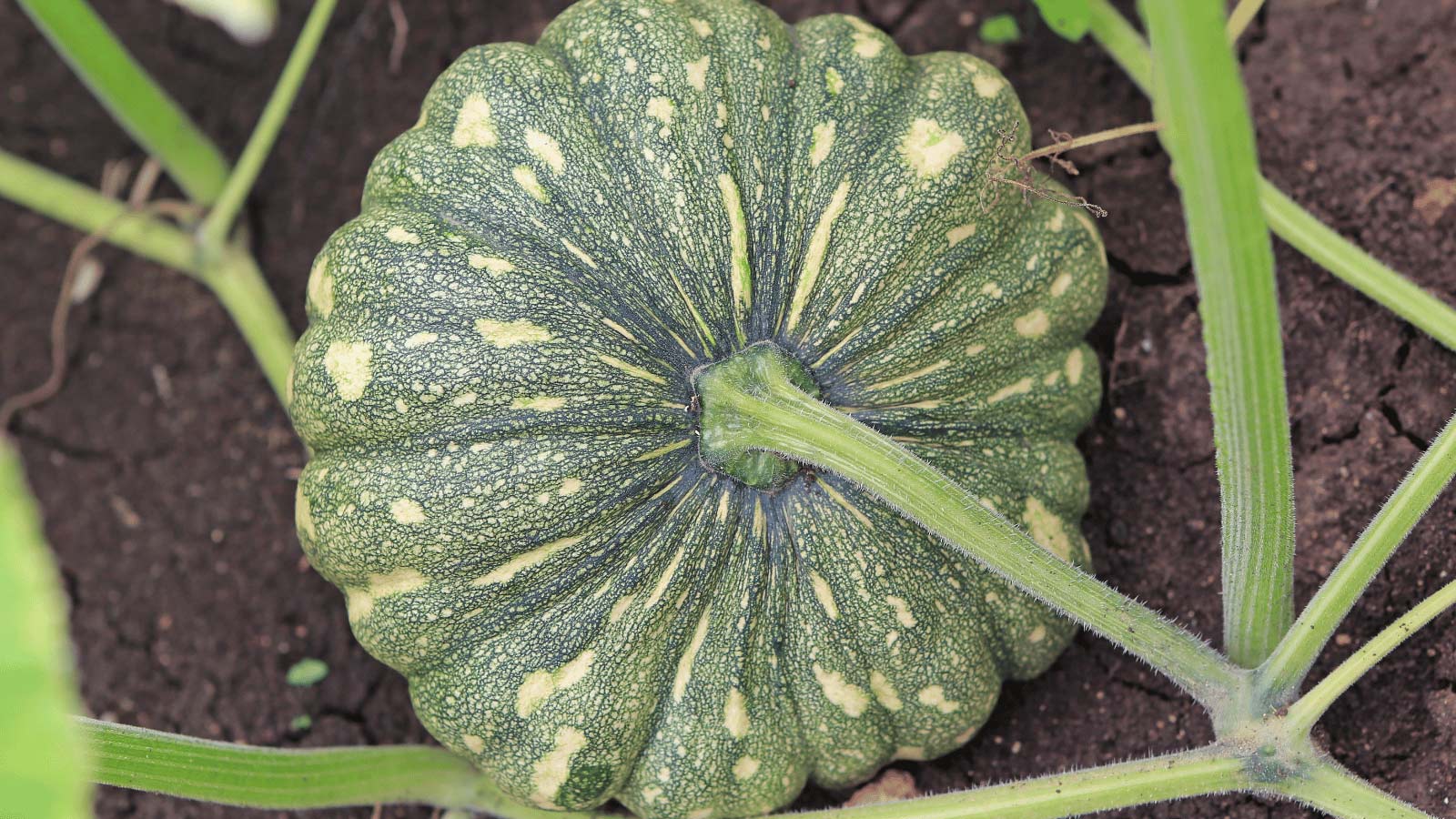 small green pumpkin growing