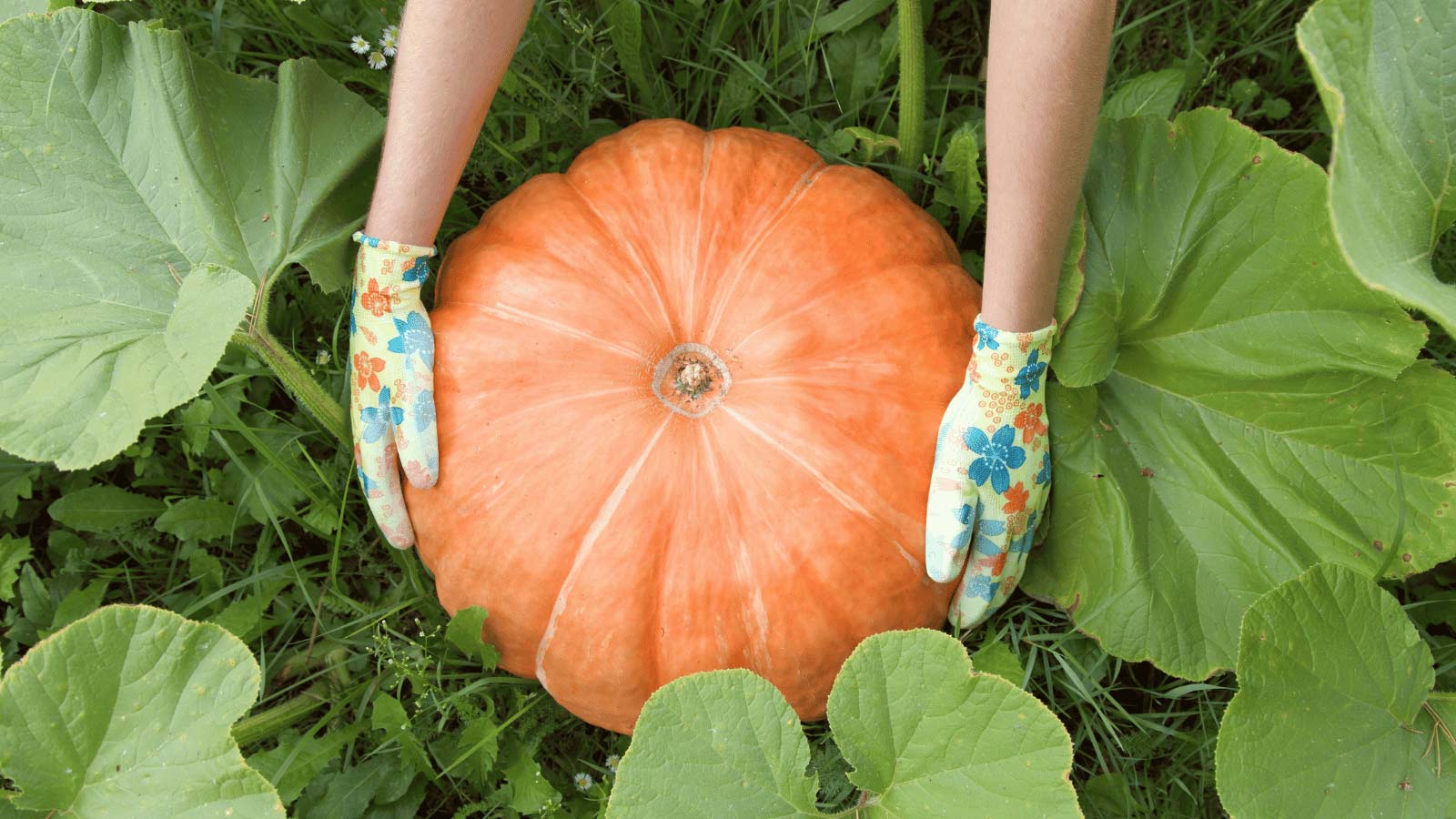 pumpkin harvesting