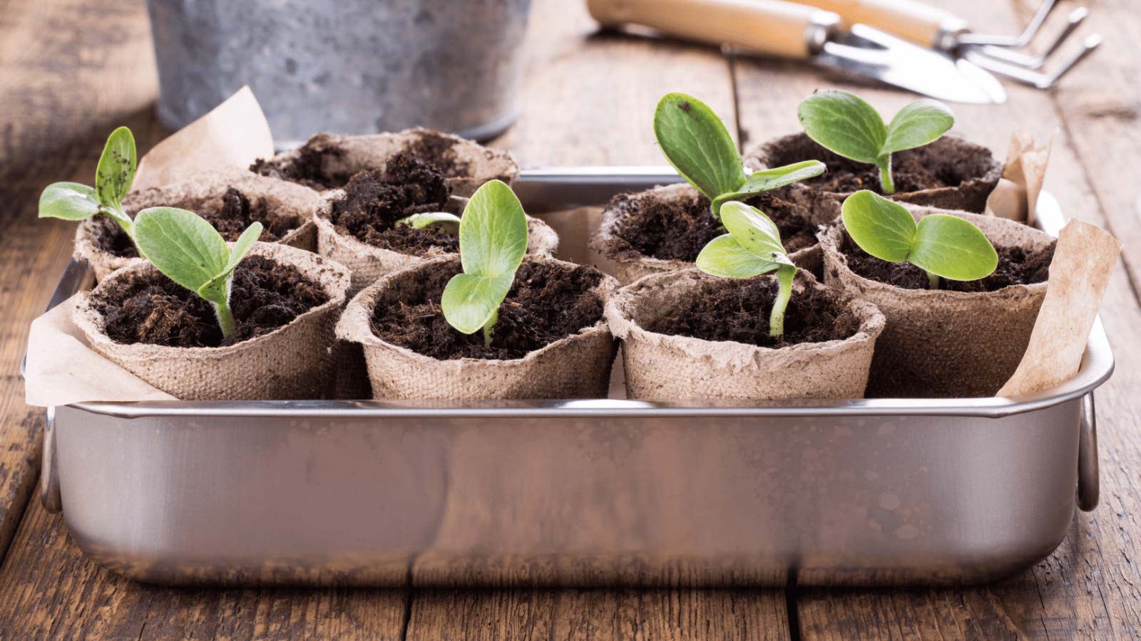 pumpkin seedling