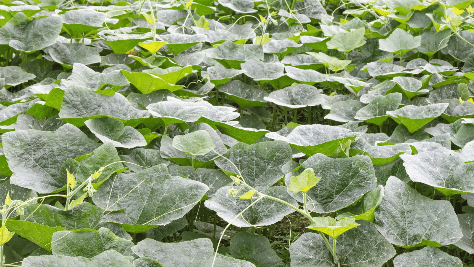 pumpkin vines growing