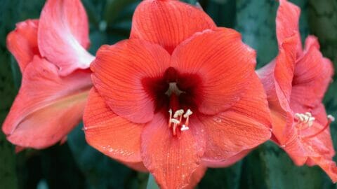 Naked Ladies Flowers: Lady Lilies That Will Leave You Speechless