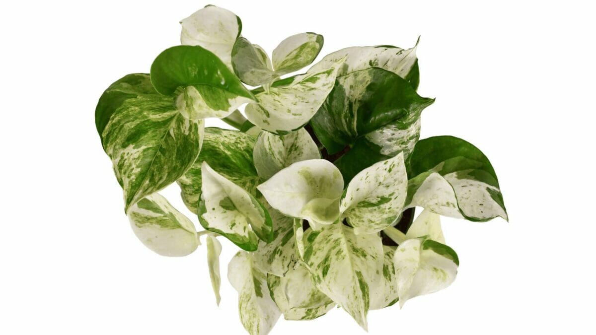 white pothos leaves