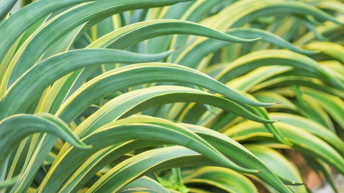 Agave americana succulent