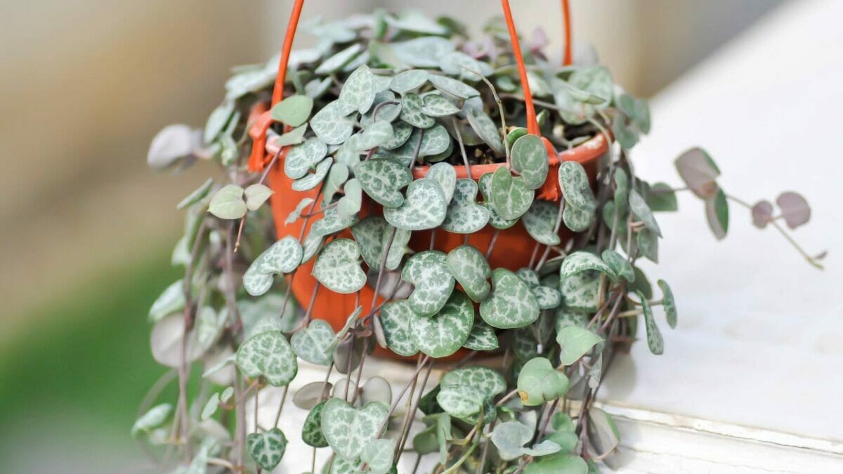 Ceropegia woodii succulent