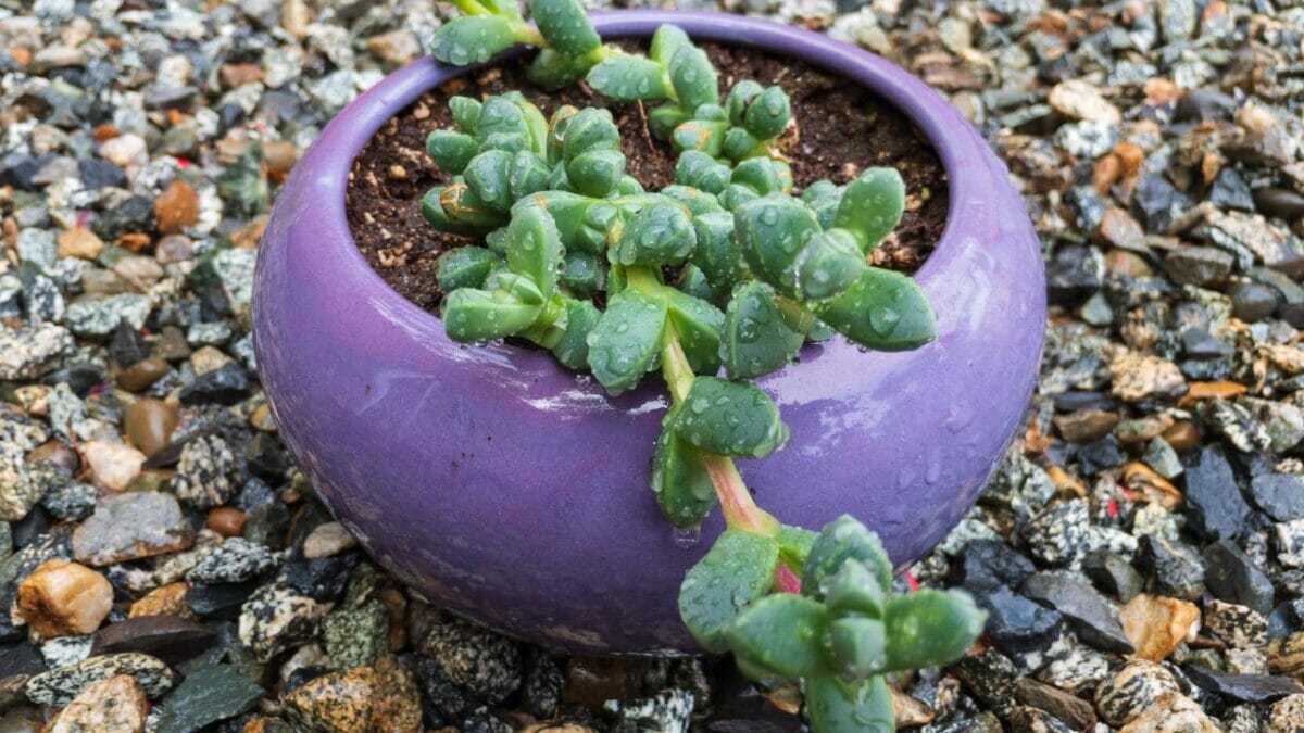 Corpuscularia lehmannii succulent