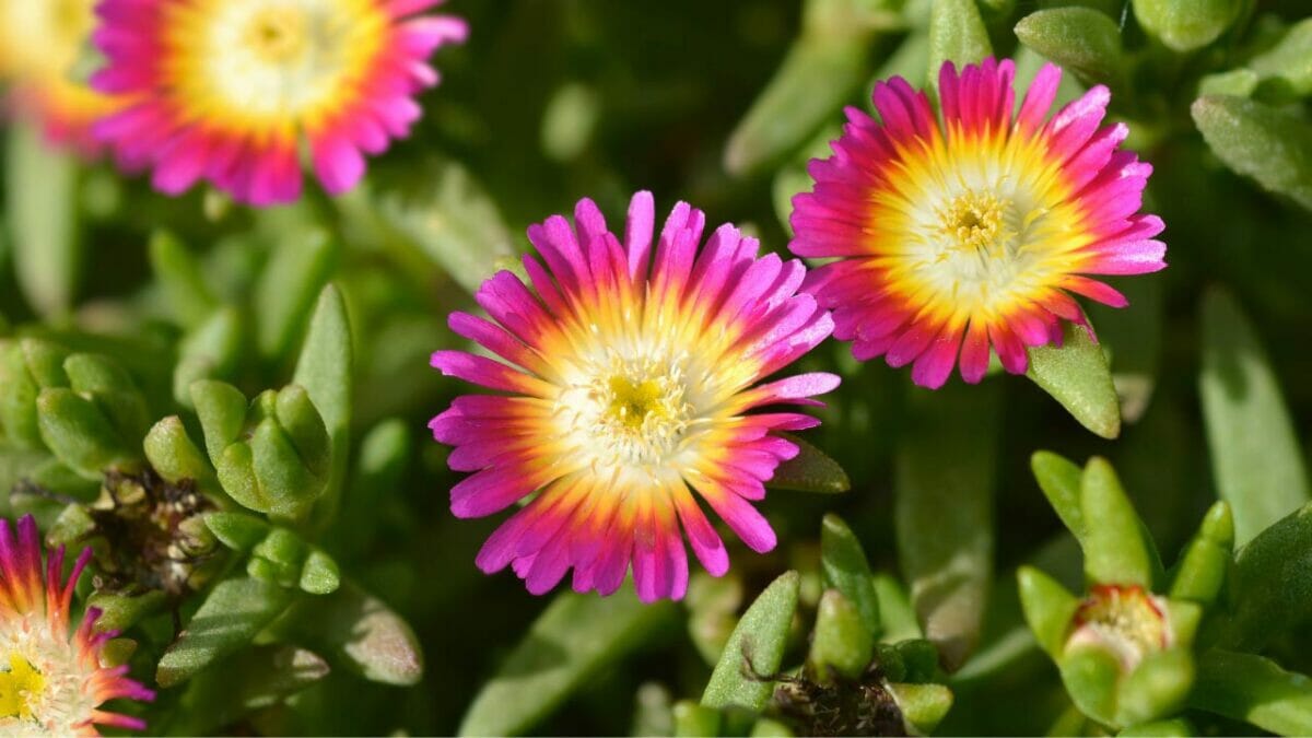 Delosperma cooperi Jewel of Desert Ruby" succulent 