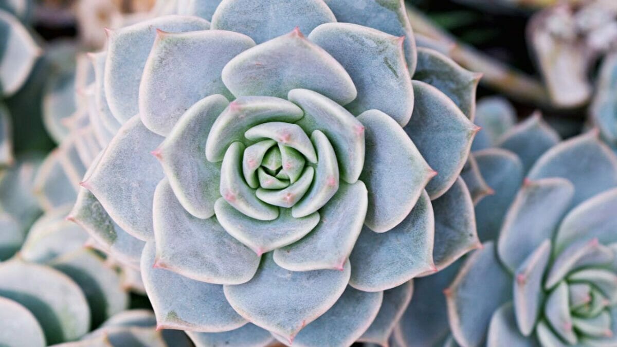 The Simple Trick to Brilliant Succulent Colors - Echeveria elegans succulent plant dp646427818