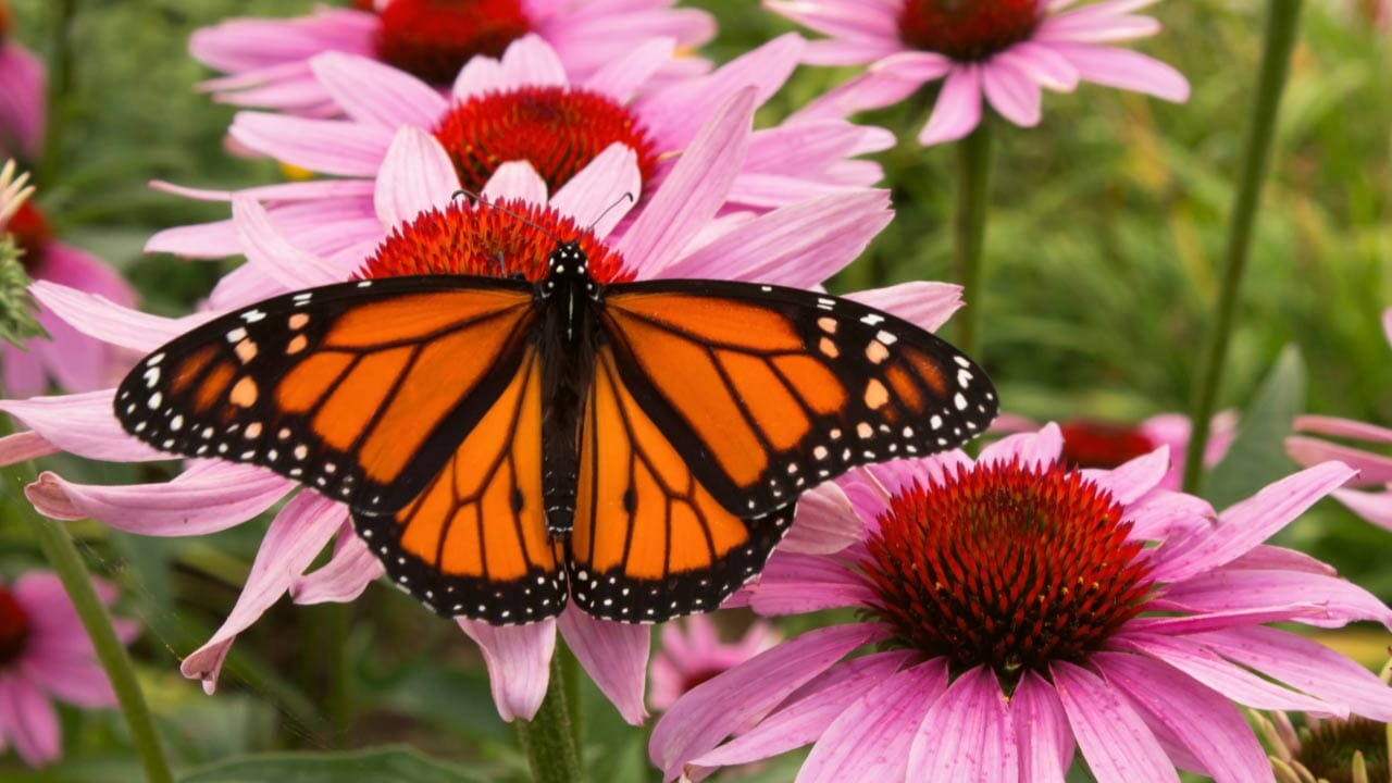 Echinacea flower