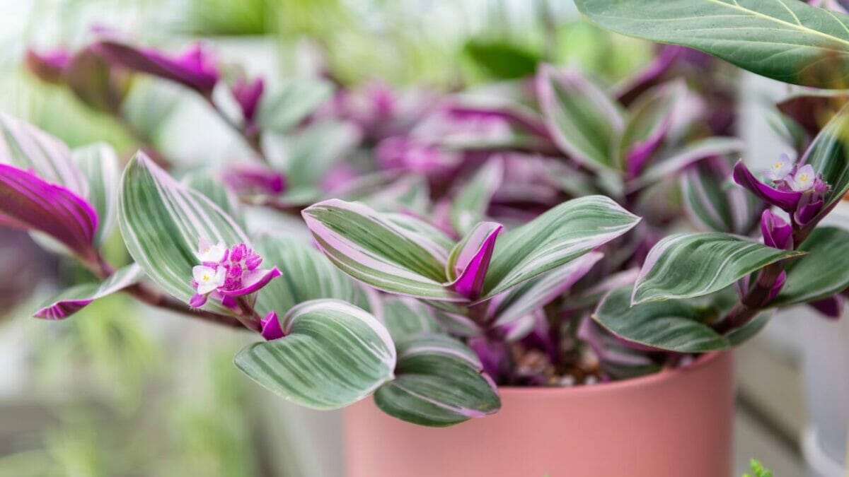 Fantasy Venice plant