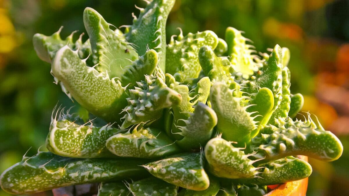 Faucaria tigrina succulent plant 