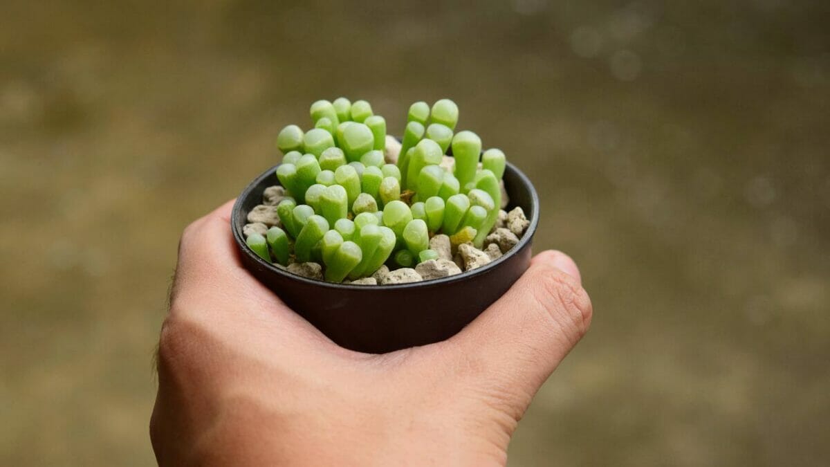 Fenestraria rhopalophylla succulent