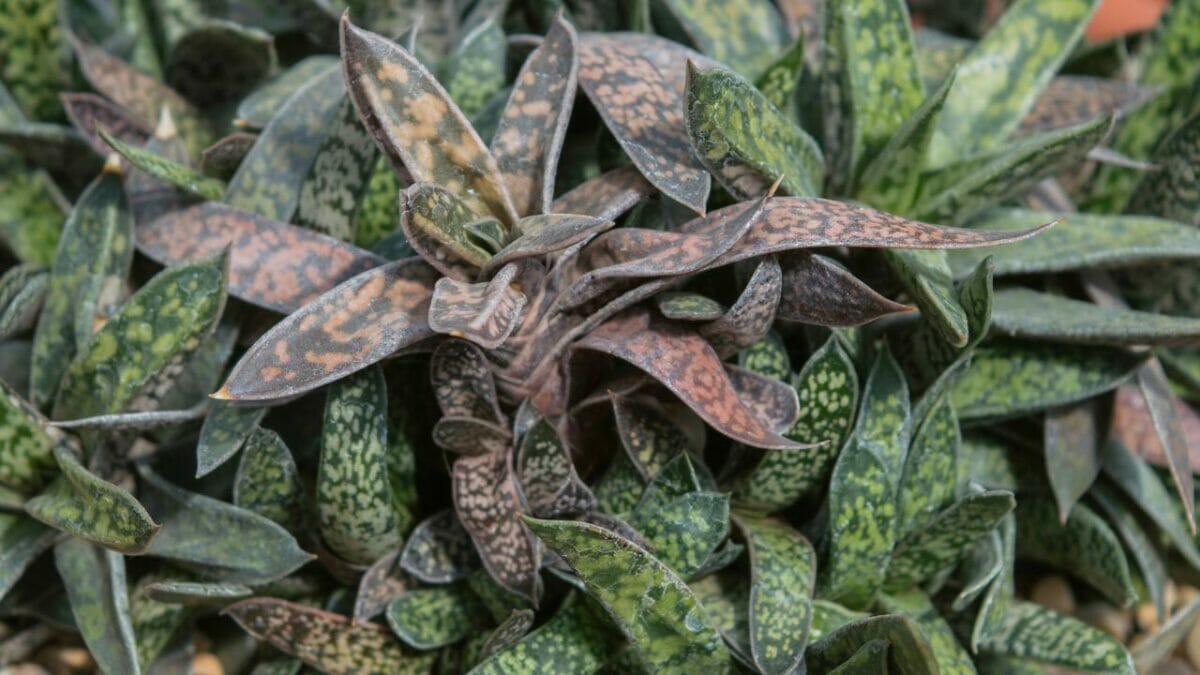 Gasteria bicolor succulent