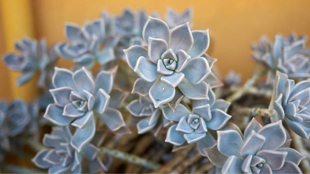 Graptopetalum paraguayense succulent