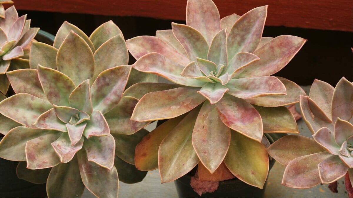 Graptoveria 'Fred Ives' succulent