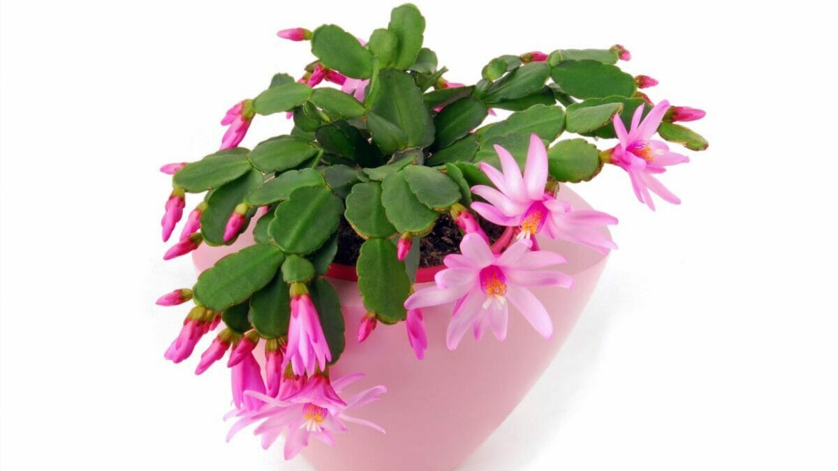 Hatiora gaertneri 