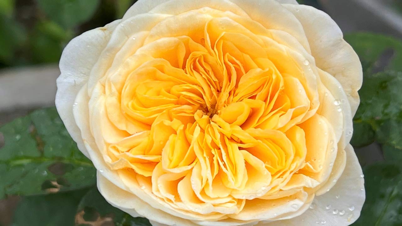World's Most Unique Flowers: So Rare, You Won't Believe They Exist!