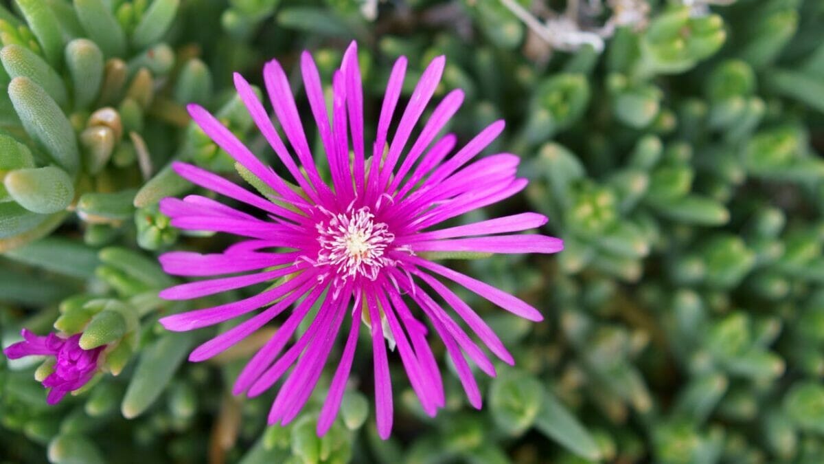 Lampranthus spectabilis
