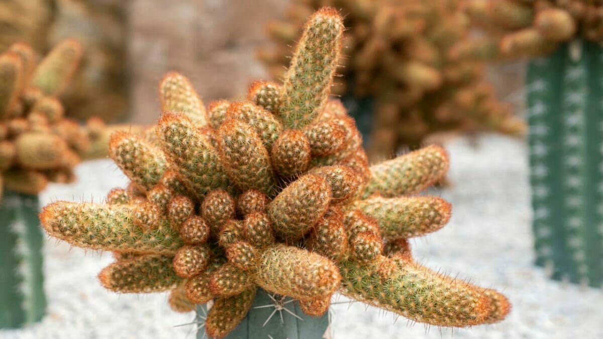 Mammillaria elongata succulent