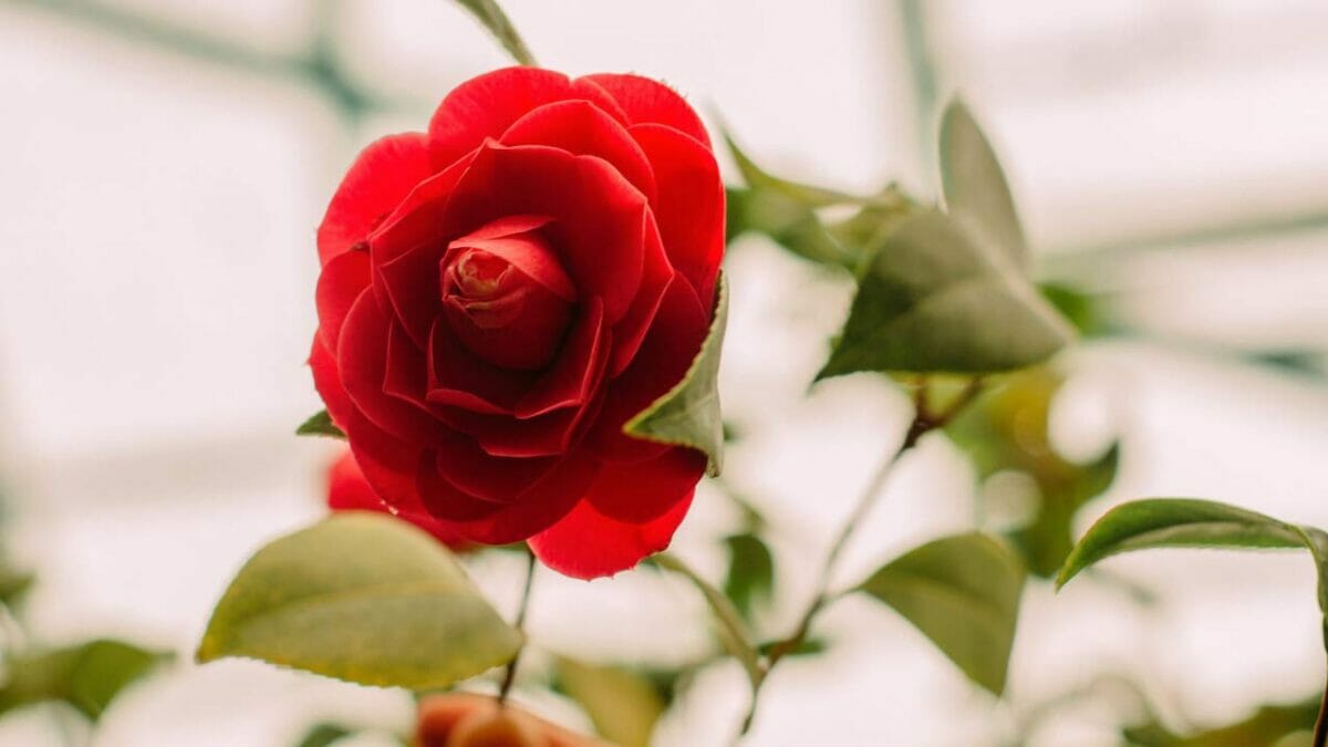 Middlemist Red (Middlemist camellia) flower