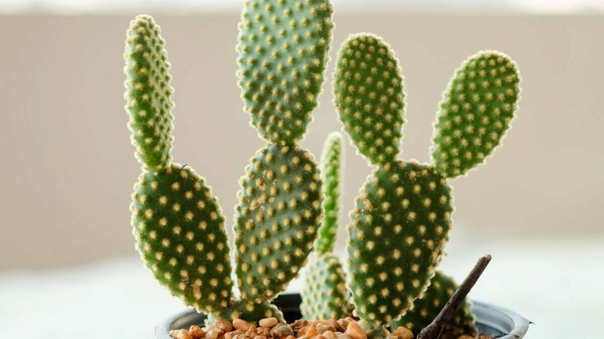 Opuntia microdasys