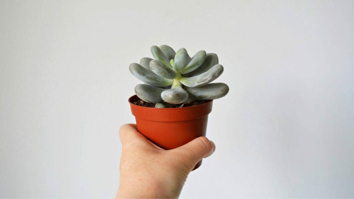 Pachyphytum oviferum