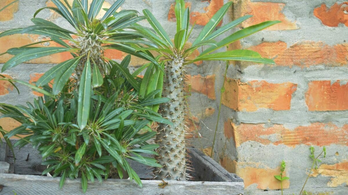 Pachypodium lamerei 