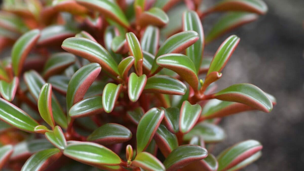 Peperomia graveolens