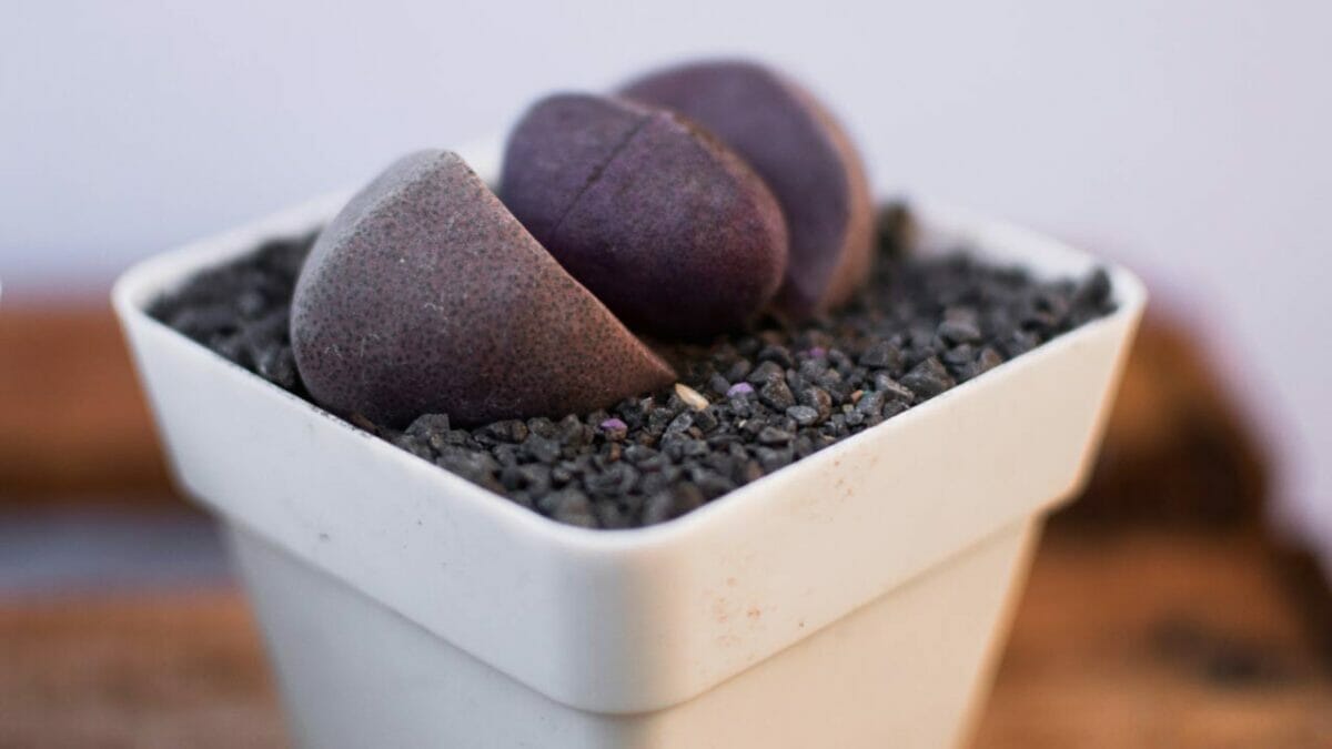 Pleiospilos nelii
