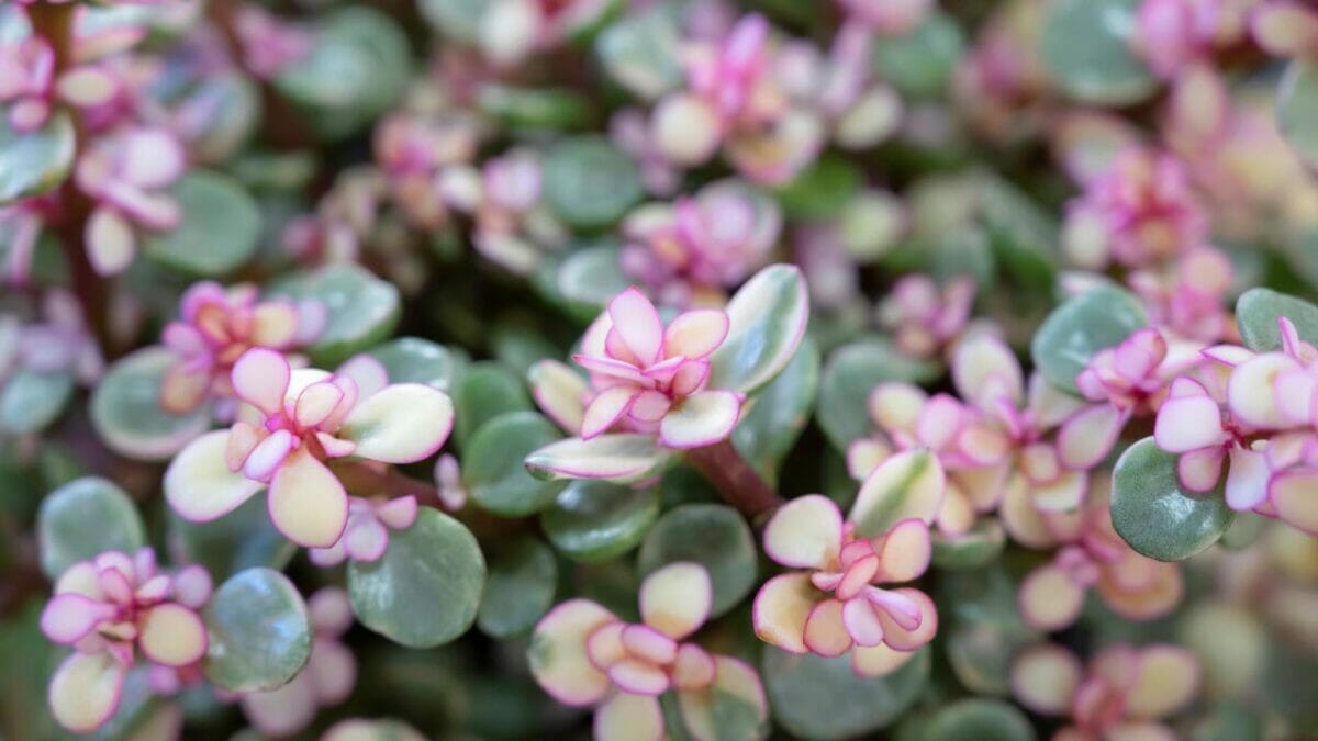 Portulacaria afra