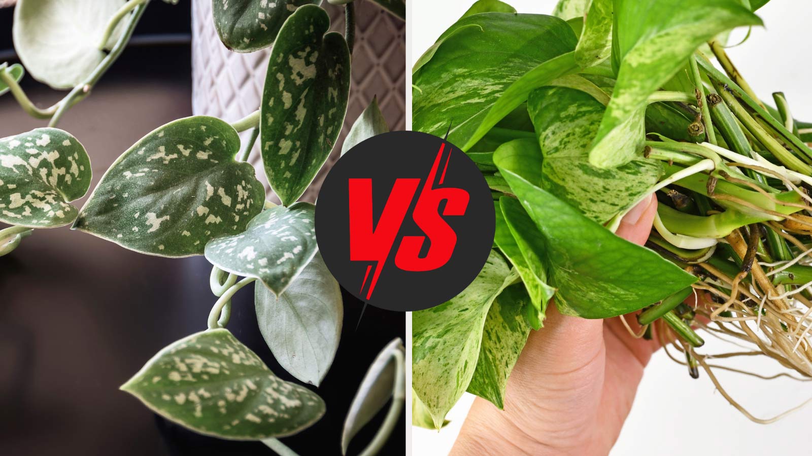 scindapsus vs pothos plants compared