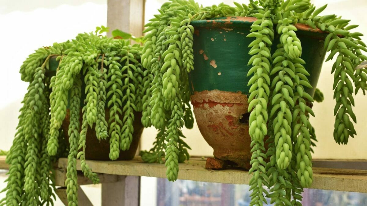 Sedum morganianum