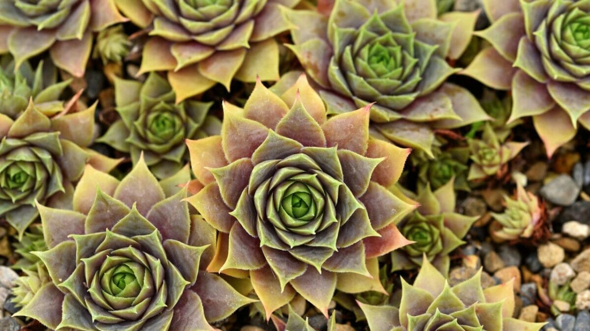 The Simple Trick to Brilliant Succulent Colors - Sempervivum tectorum Violaceum succulent plants ss2034013841